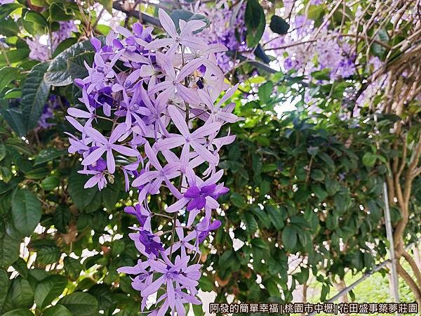 花田盛事築夢莊園15-許願藤特寫.jpg