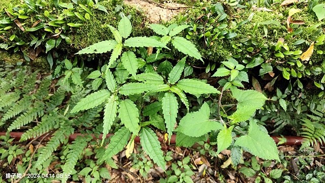 2024陽明山二子坪步道健行踏青趣🌼｜山園野菜美食館，地瓜湯