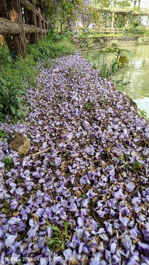 2024桃園龜山｜大湖紀念公園，紫藤、流蘇04/03即時花況