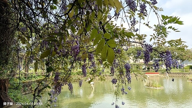 2024桃園龜山｜大湖紀念公園，紫藤、流蘇04/03即時花況