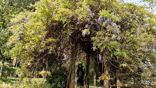 2024桃園龜山｜大湖紀念公園，紫藤、流蘇04/03即時花況