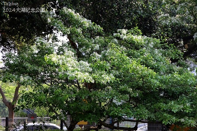 2024桃園龜山｜大湖紀念公園，紫藤、流蘇04/03即時花況
