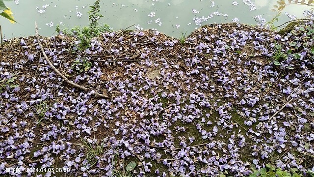 2024桃園龜山｜大湖紀念公園，紫藤、流蘇04/03即時花況