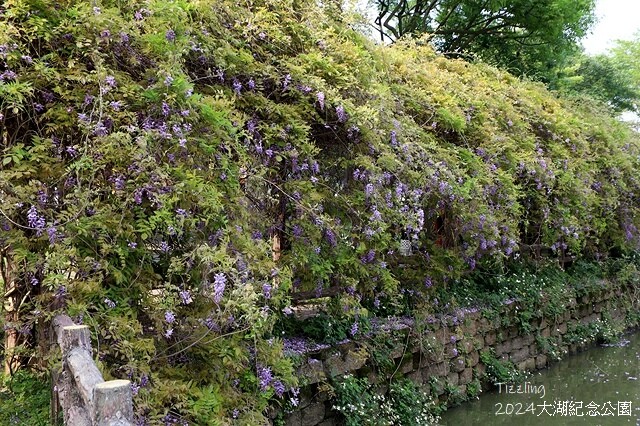 2024桃園龜山｜大湖紀念公園，紫藤、流蘇04/03即時花況