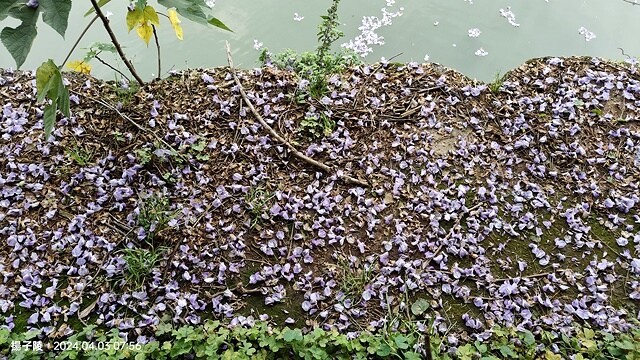 2024桃園龜山｜大湖紀念公園，紫藤、流蘇04/03即時花況