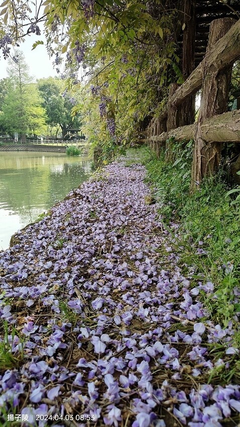 2024桃園龜山｜大湖紀念公園，紫藤、流蘇04/03即時花況