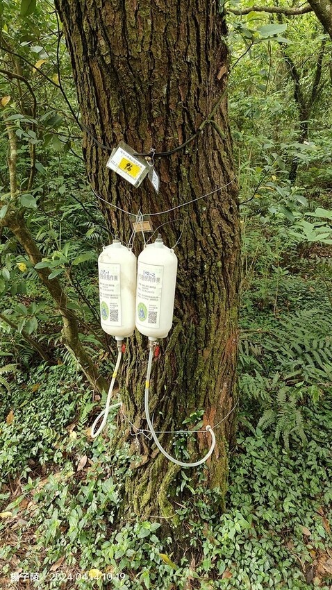 2024陽明山二子坪步道健行踏青趣🌼｜山園野菜美食館，地瓜湯