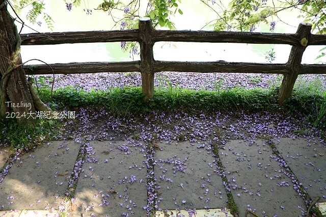 2024桃園龜山｜大湖紀念公園，紫藤、流蘇04/03即時花況