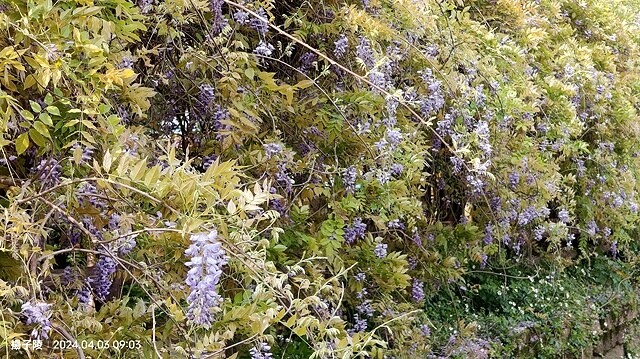 2024桃園龜山｜大湖紀念公園，紫藤、流蘇04/03即時花況