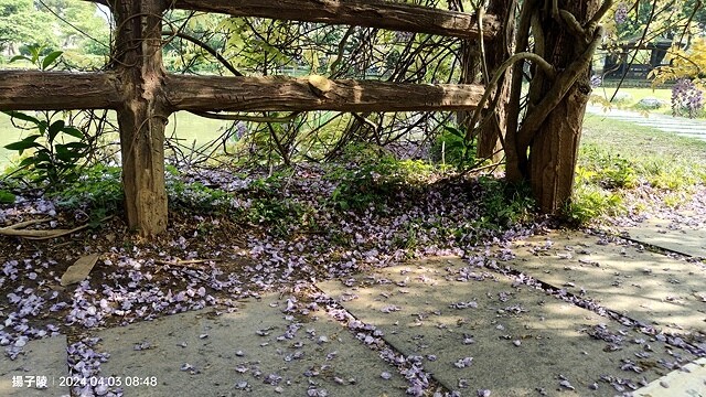 2024桃園龜山｜大湖紀念公園，紫藤、流蘇04/03即時花況