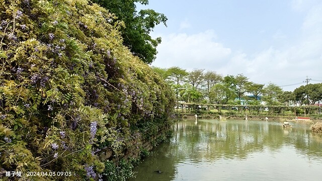 2024桃園龜山｜大湖紀念公園，紫藤、流蘇04/03即時花況