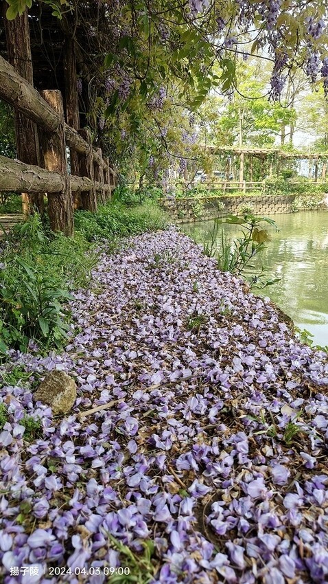 2024桃園龜山｜大湖紀念公園，紫藤、流蘇04/03即時花況