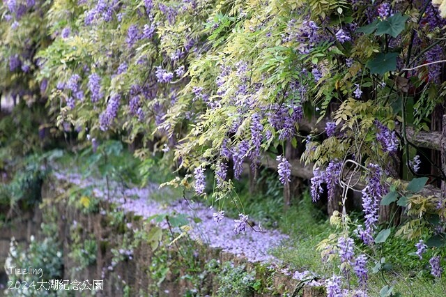2024桃園龜山｜大湖紀念公園，紫藤、流蘇04/03即時花況