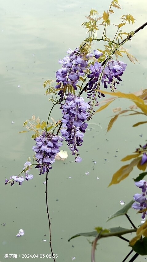 2024桃園龜山｜大湖紀念公園，紫藤、流蘇04/03即時花況