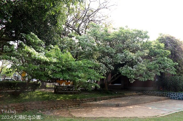 2024桃園龜山｜大湖紀念公園，紫藤、流蘇04/03即時花況