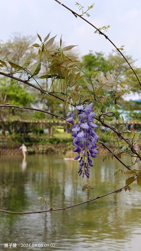 2024桃園龜山｜大湖紀念公園，紫藤、流蘇04/03即時花況
