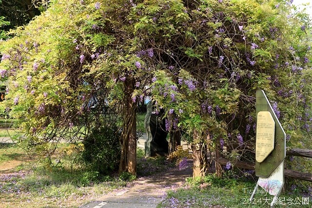 2024桃園龜山｜大湖紀念公園，紫藤、流蘇04/03即時花況