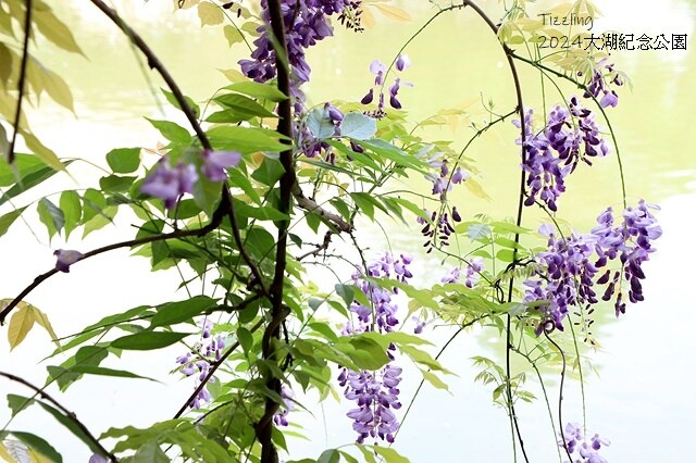 2024桃園龜山｜大湖紀念公園，紫藤、流蘇04/03即時花況