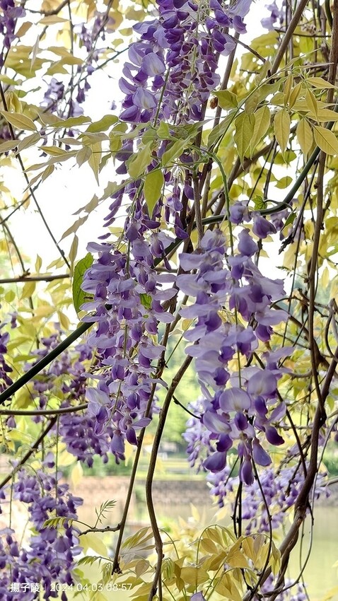 2024桃園龜山｜大湖紀念公園，紫藤、流蘇04/03即時花況