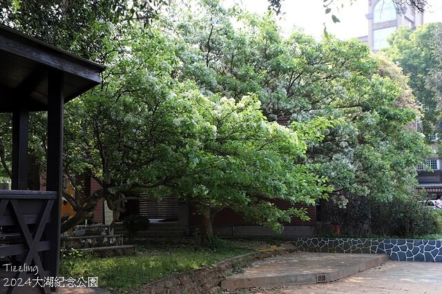 2024桃園龜山｜大湖紀念公園，紫藤、流蘇04/03即時花況