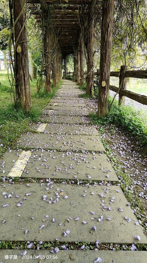 2024桃園龜山｜大湖紀念公園，紫藤、流蘇04/03即時花況