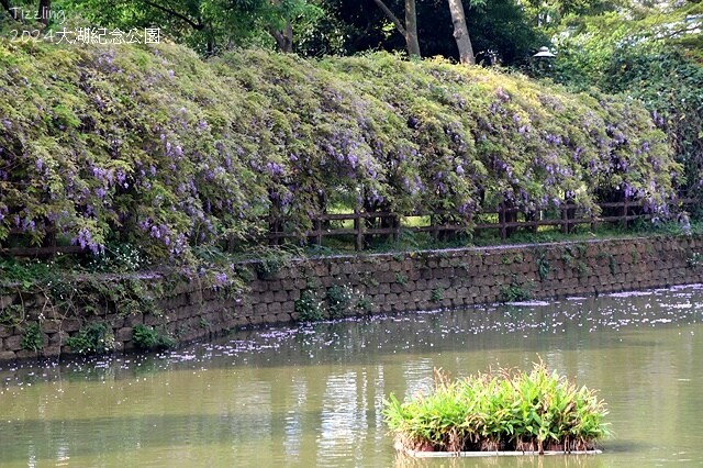 2024桃園龜山｜大湖紀念公園，紫藤、流蘇04/03即時花況