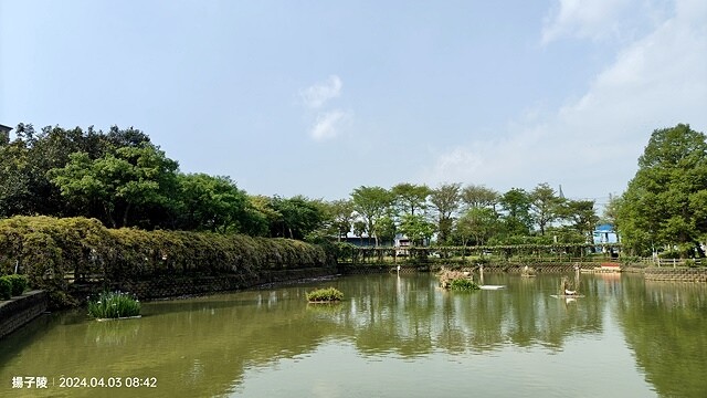 2024桃園龜山｜大湖紀念公園，紫藤、流蘇04/03即時花況