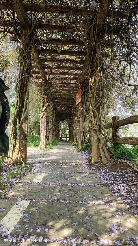 2024桃園龜山｜大湖紀念公園，紫藤、流蘇04/03即時花況