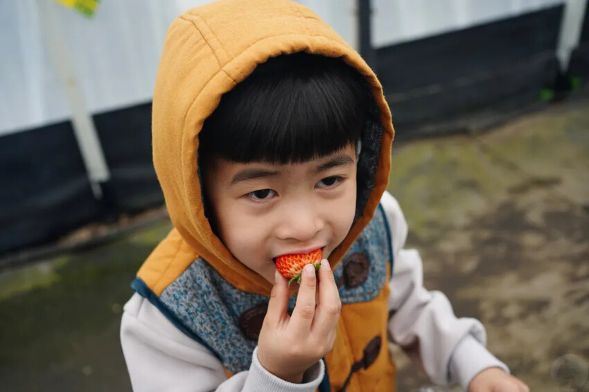 日本日本九州熊本福岡|五天四夜自由行,交通、景點、飯店推薦懶人包