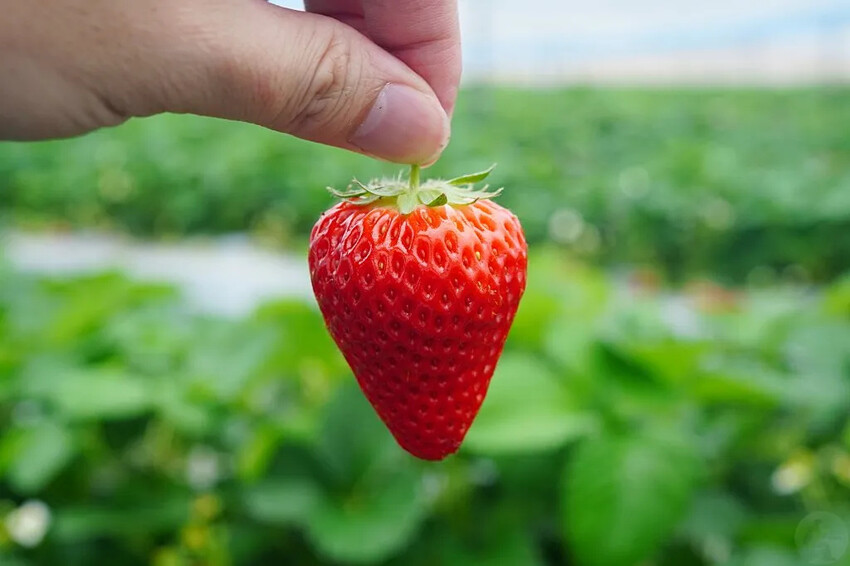 日本日本九州熊本福岡|五天四夜自由行,交通、景點、飯店推薦懶人包