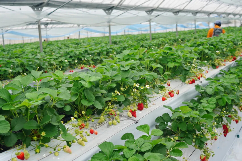 日本日本九州熊本福岡|五天四夜自由行,交通、景點、飯店推薦懶人包