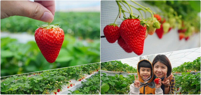 日本日本福岡美食推薦｜華味鳥水炊料理，超道地美食