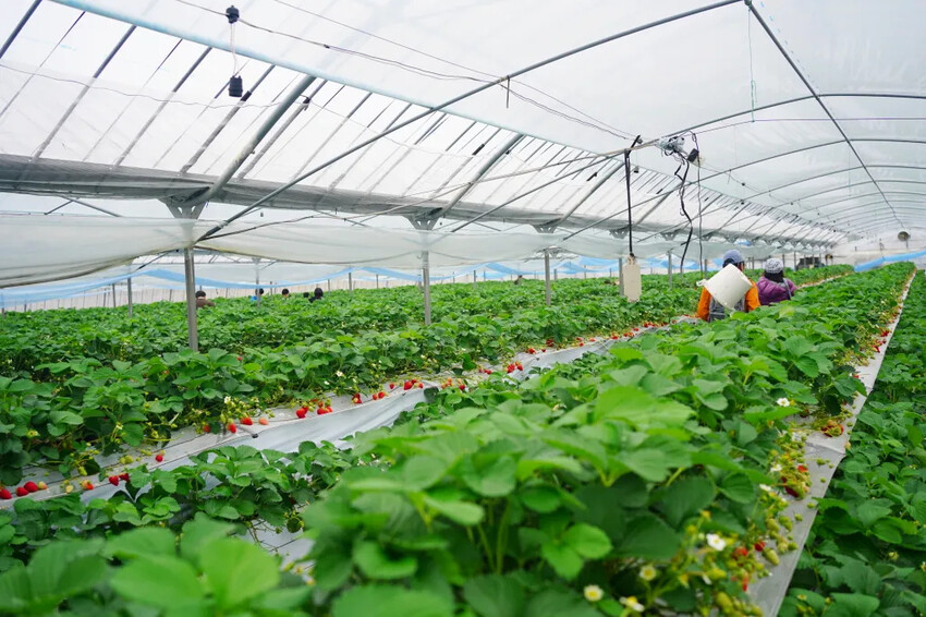 日本日本九州熊本福岡|五天四夜自由行,交通、景點、飯店推薦懶人包