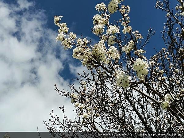 西澳伯斯天鵝河谷Sandalford酒莊品酒