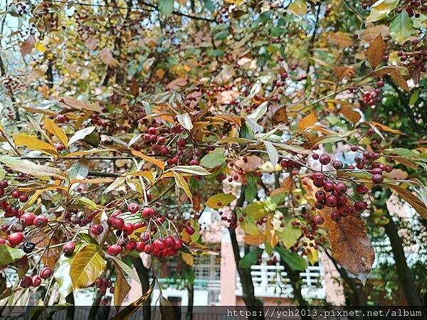 新北林口樂活公園／捷運主題公園綠帶賞黃金風鈴木