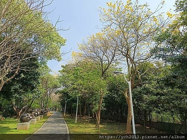 新北林口樂活公園／捷運主題公園綠帶賞黃金風鈴木