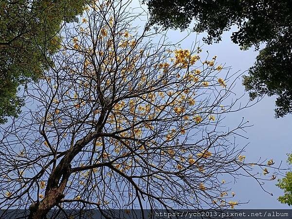 新北林口樂活公園／捷運主題公園綠帶賞黃金風鈴木