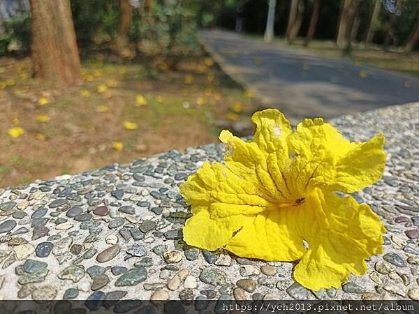新北林口樂活公園／捷運主題公園綠帶賞黃金風鈴木