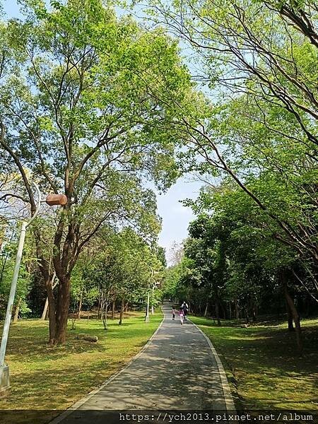 新北林口樂活公園／捷運主題公園綠帶賞黃金風鈴木