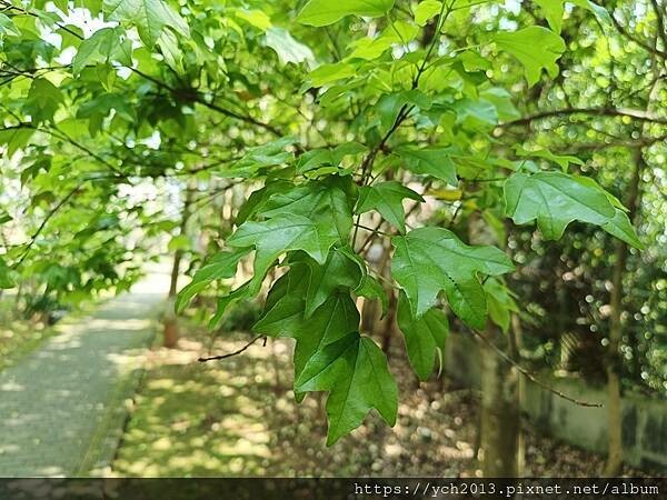 新北林口樂活公園／捷運主題公園綠帶賞黃金風鈴木