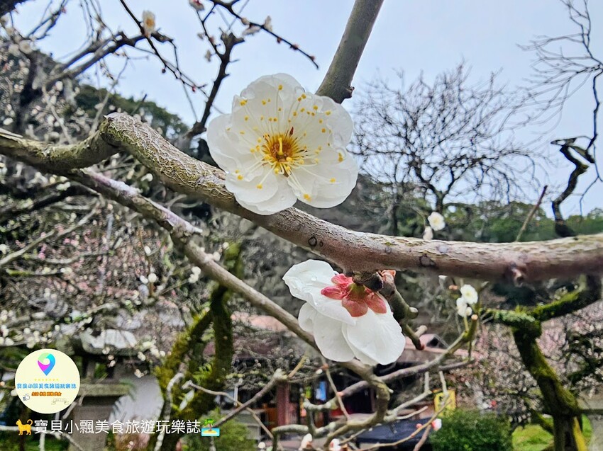 日本[旅遊]日本 福岡 漫步表參道商店街 逛伴手禮周邊小物 大口吃梅枝餅、草莓甜點 最後別忘了前往 太宰府天滿宮