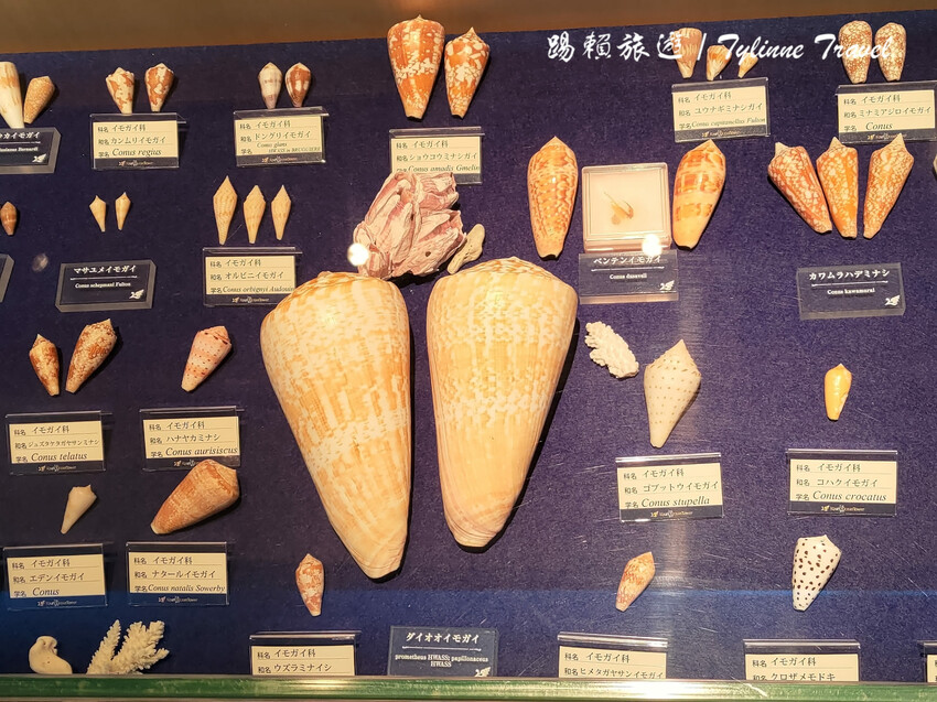 日本【沖繩景點】古宇利海洋塔，眺望絕美湛藍海景 | 清澈透光美麗海水 | 沖繩自駕約會景點 | 日本必去景點推薦