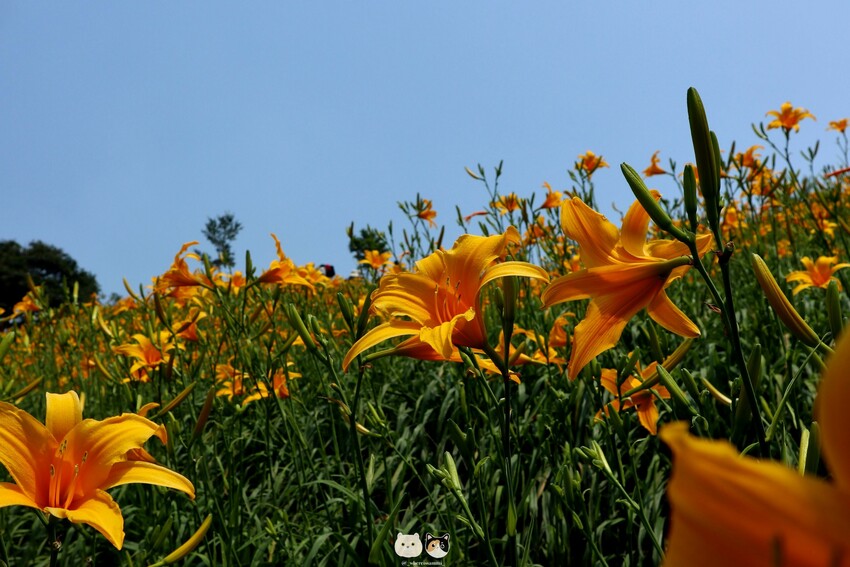 五-七月限定|彰化花壇鄉-虎山巖金針花季.母親節旅遊首選免門