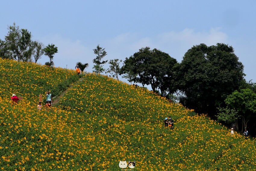 五-七月限定|彰化花壇鄉-虎山巖金針花季.母親節旅遊首選免門