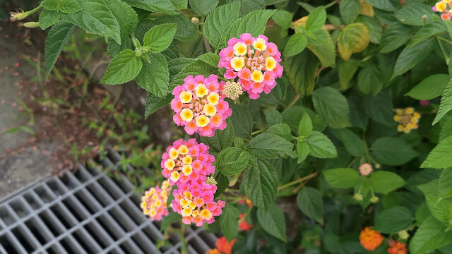 太平雲梯 - 馬纓丹