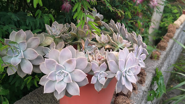 太平雲梯 - 石蓮花