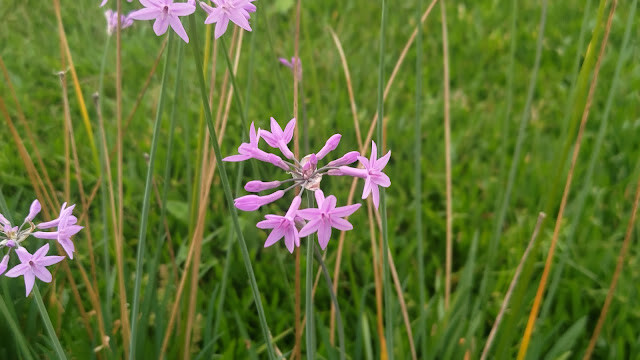 太平雲梯 - 紫嬌花