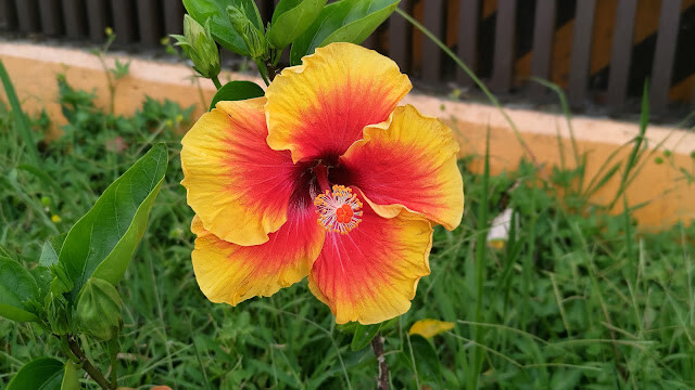 太平雲梯 - 朱槿