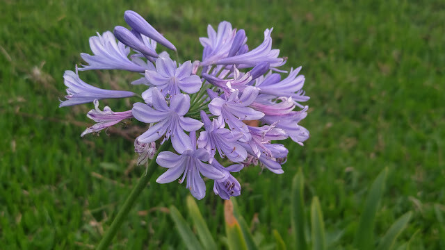 太平雲梯 - 百子蓮