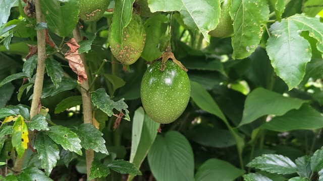 太平雲梯 - 百香果